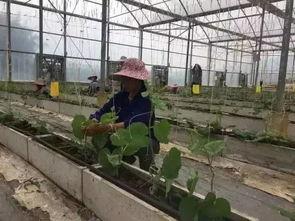 柳州的吃瓜视频,揭秘街头美食背后的故事