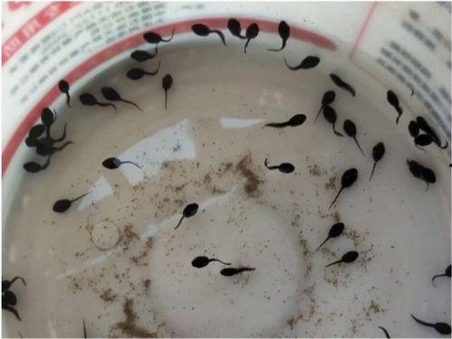 小蝌蚪吃瓜,小蝌蚪的夏日瓜果盛宴