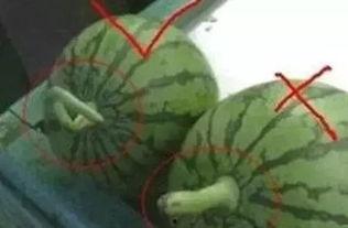 在夏天吃瓜方法,瓜果飘香，清凉一夏的吃瓜攻略