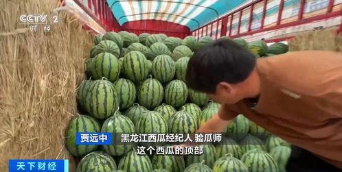 跳水里吃瓜,夏日清凉新潮流