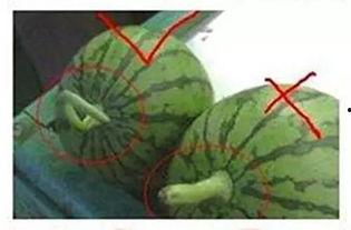 la吃瓜群,网络社交新现象背后的故事