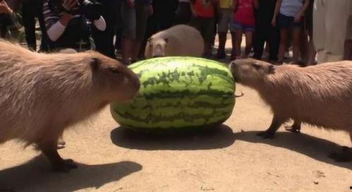 情感吃瓜炸裂,吃瓜群众炸裂现场，揭秘娱乐圈幕后真相