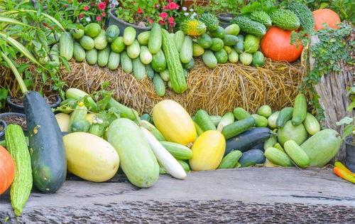 瓜州 吃瓜不要钱,畅享免费“吃瓜”盛宴