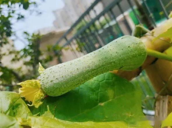 吃百瓜会过敏吗,了解这些预防措施至关重要