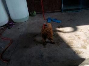 泰迪吃瓜事件,宠物界的“瓜王”诞生记