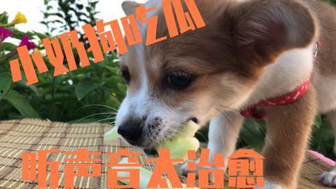 狗狗吃小乳瓜,美味诱惑下的健康挑战