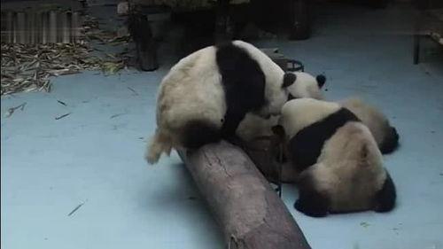 熊猫吃瓜挨打,一场关于规则与成长的寓言