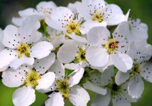 梨花吃瓜日记,揭秘娱乐圈幕后故事