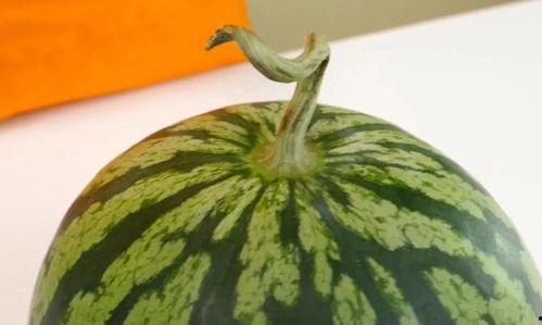 吃绿瓜的季节,夏日绿瓜丰收季