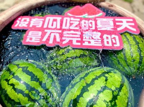 圆滚滚吃瓜,探寻圆滚滚吃瓜的奇妙之旅