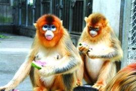 金丝猴瓜咋吃,金丝猴瓜的独特食法揭秘