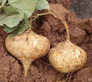 土瓜水果怎么吃,解锁美味新体验