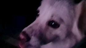 形容吃瓜的声音,揭秘吃瓜时的独特音效