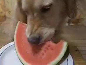 吃瓜小汪,揭秘娱乐圈那些不为人知的幕后故事